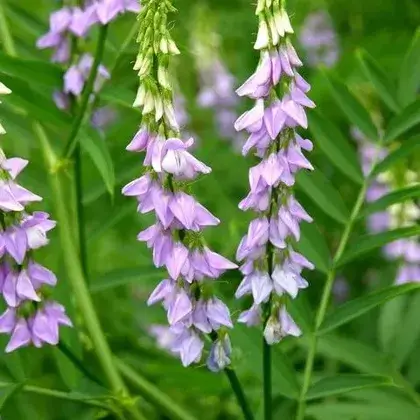 #2. Корень солодки