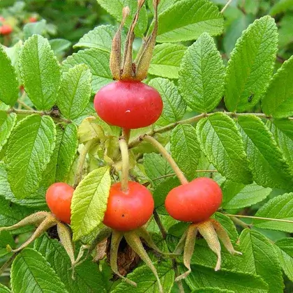 #3. Листья шиповника