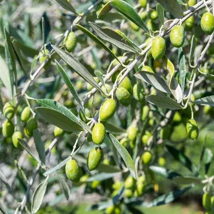 #5. Листья оливкового дерева